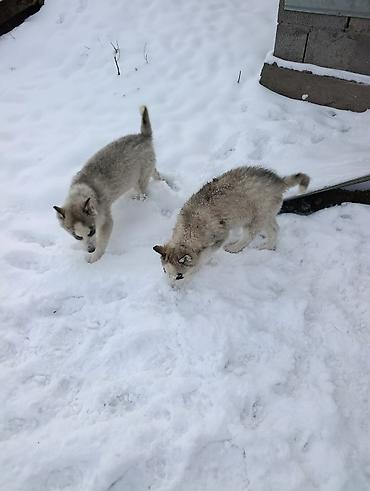 Продажа собак: Продается щенки хаски !!!! — 7