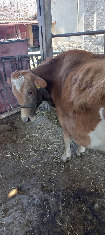 сухое молоко для животных: Коровы, быки