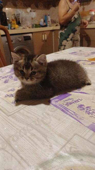 jersey cinsi: Şirin və yumru sifətli balaca pişik balası. Şəkillərdə göründüyü kimi — 2