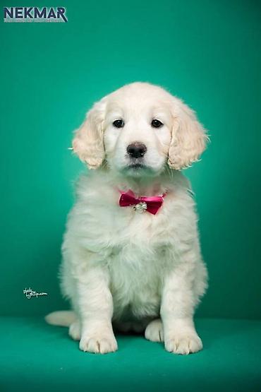 Psi: Dostupni za rezervaciju štenci Zlatnog retrivera, vakcinisani, redovno — 8