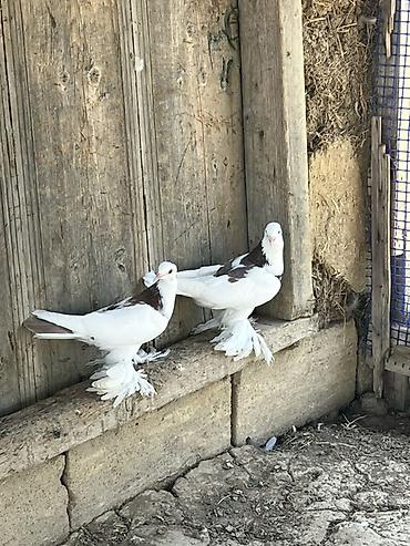 ucuz göyərçinlər: Oynaq qus balalari - Rəng: ağ bədən, qanadlarda və kürək hissəsində — 1