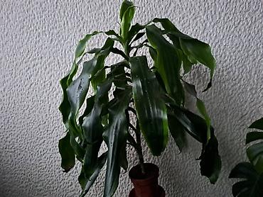 relaks: Dracena Dorado, Drvo Zivota, velika, raskosna biljka, jednostavna za — 1