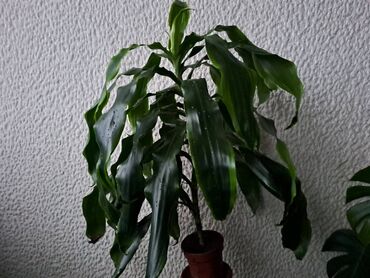 lampa za trepavice: Dracena Dorado, Drvo Zivota, velika biljka, jednostavna za odrzavanje