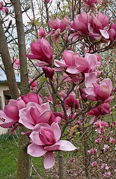 lent gul buketi: Magnoliya Tulpan.Dibçeklerde.Sifarişləri Bakıya çatdırmaq mumkundur — 1