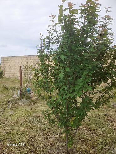 Tinglər: Meyvə ağacları – yerüstü köklü kollar - Növ: daş meyvə ailəsi — 7