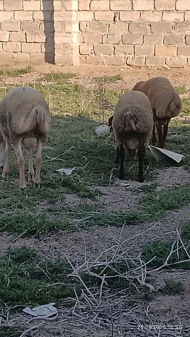 sort qoyunlar: Quyruqlu ətlik qoyunlar – sürü halında - Cins tipi: yerli quyruqlu — 8