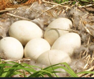 Yumurta: Mayalı qaz yumurtasi satılır tezedi öz heyetimin qaz yumurtasidir
