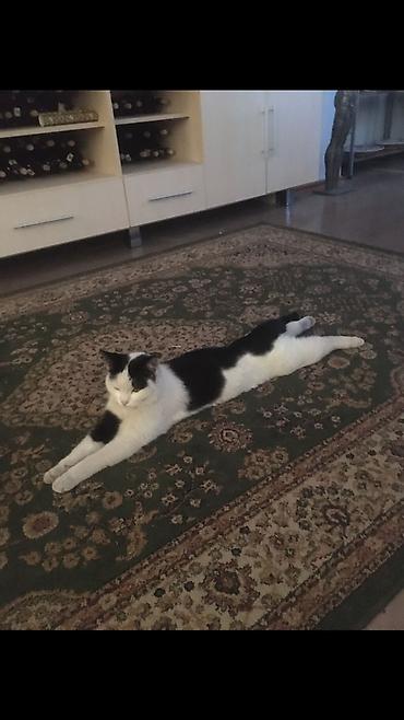 Отдам даром кошку: 1 год, Девочка — 2