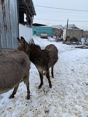 Другие с/х животные: Осел с серым окрасом шерсти, находящийся на заснеженной территории — 8
