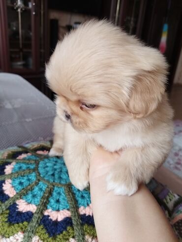 İtlər: Pekines, 1 ay, Dişi, Ünvandan götürmə