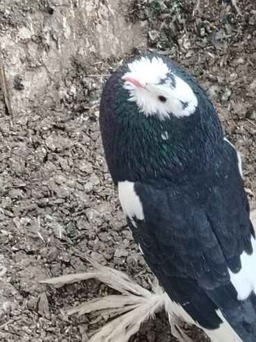 Göyərçinlər: Məhsul: Qüvərcinlər (dekorativ və uçuş növləri) Təsvir: - Rənglər — 14