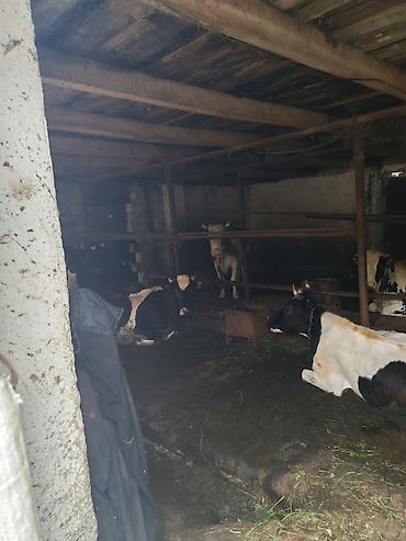 əmlak az: Satılır: Ferma satılır heyvandarlıq üçün təsərrüfat sahəsi və həyət — 10