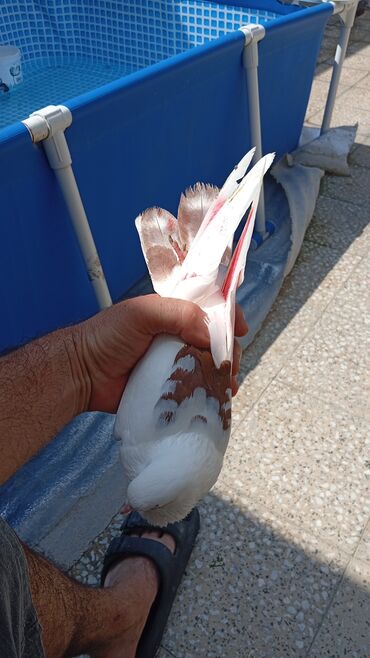 23 iyul,səhər tutmusam,suya tutdum,istiyən olsa 8 m.təcili satilir