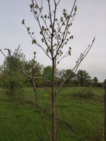 Torpaq sahələrinin satışı: 25 sot, Tikinti, Mülkiyyətçi, Kupça (Çıxarış) -da lalafo.az — 10 Torpaq sahələrinin satışı: 25 sot, Tikinti, Mülkiyyətçi, Kupça (Çıxarış) — 10