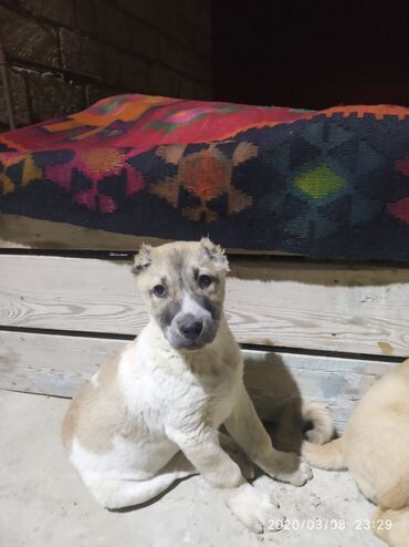 barter itlə: Qafqaz çoban iti, 5 il, Erkek, Peyvəndli, Pulsuz çatdırılma