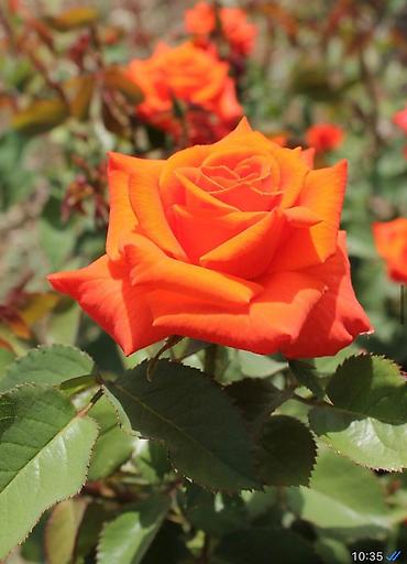 Роза: Чайно- гибридные розы для сада! 
Гарантия сорта!!!
 ул. Ташкентская, 9 — 8