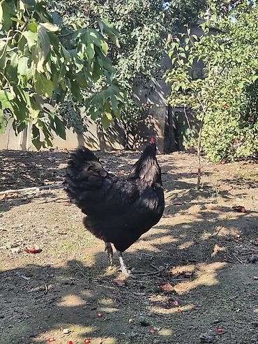 sari qus: Toyuq, Australorp, Damazlıq — 10