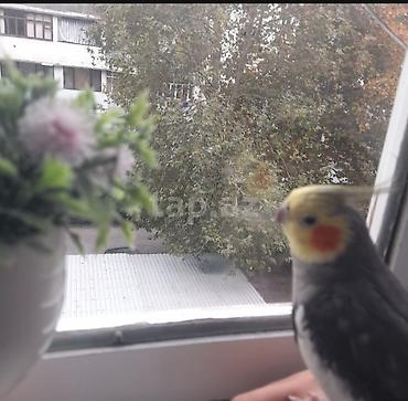 papuqay satisi: Salam Aleykum Korela - Növ: Nimfa tutuquşusu (cockatiel) - Rəng — 1