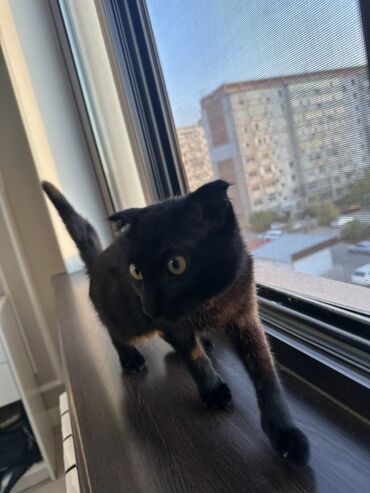где можно купить шотландского вислоухого котенка: Скотиш Фолд (Шотландская вислоухая), 6 месяцев, Девочка, Черный, Приучена к лотку, Проглистована, С прививками