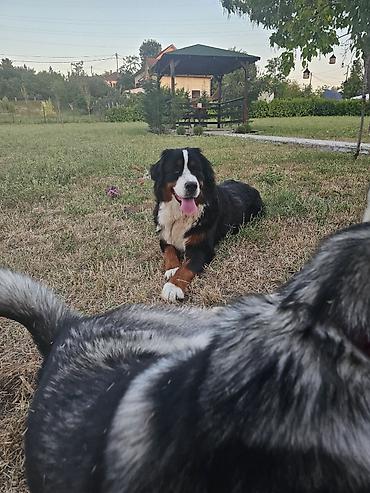doberman cena: Dostupna zenka Bernskog planinskog psa. Starosti 11 meseci- — 6