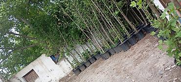 Şitillər: Thuja və dekorativ kollar – qablarda - Növlər: şam ağacı tipli — 11