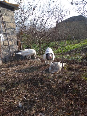 Tovuz quşları: Salam aleykum. Satışda bir cüt ağ tovuzquşu var. 6 ayliqdirlar. cütü — 8