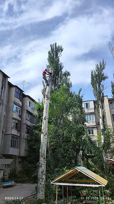 орундуктар: Спил Деревьев Удаление деревьев, - Профессиональная валка деревьев — 3