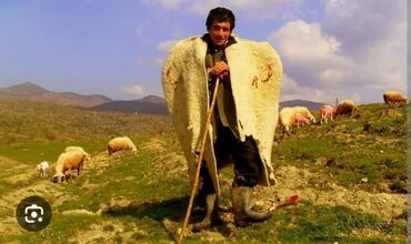 Taksi, logistika, çatdırılma: Təcili ferma işi axtarıram ayleliyem 7 il is stajim var bordag dana