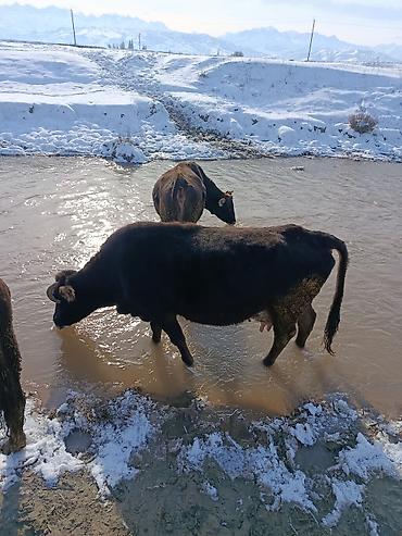 Коровы, быки: Продаю | Корова (самка) | Для молока — 15