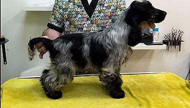 Psi: Engleski koker spanijel u ponudi NOVO LEGLO iz odgajivacnice — 10