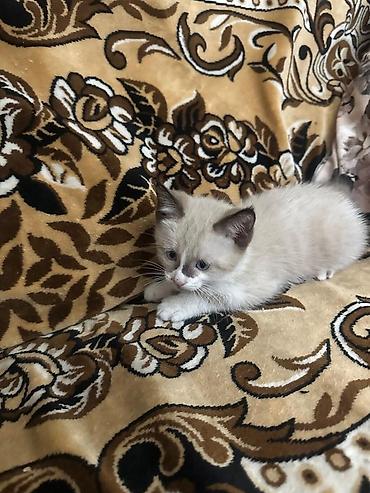 Отдам даром кошку: Отдам в добрые руки ласковых котят, светлый мальчик,серая девочка — 3