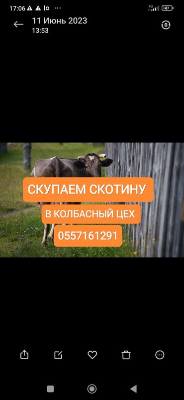 купить искусственную елку бишкек: Куплю | Коровы, быки, Лошади, кони | Круглосуточно, Любое состояние, Забитый