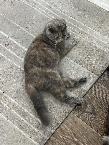 бенгал кошка цена: Шотландская вислоухая кошка (Scottish Fold) - Окрас: черепаховый — 5