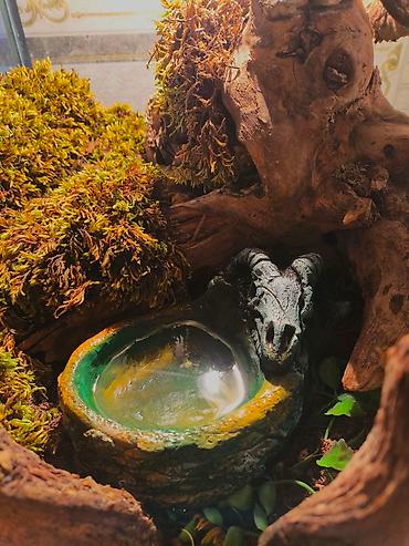 Зоотовары: 🌿 Украшения и декорации для аквариумов и террариумов 🌿 Продаю — 20