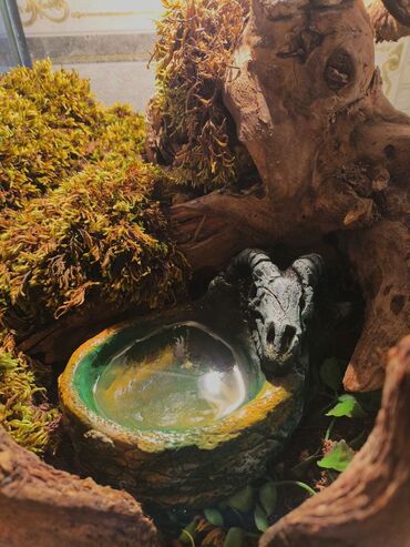 Зоотовары: 🌿 Украшения и декорации для аквариумов и террариумов 🌿 Продаю — 26