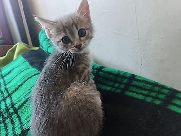 Продажа кошек: 🐾 Пушистое счастье ищет дом! 🏡 потрясающая девочка ушки стоячие — 4