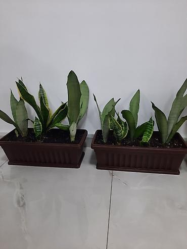 Драцены и Сансевиерии: Сансевиерия (сансевьера, «тещин язык») в горшках. - Варианты сортов — 11