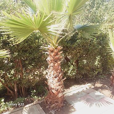 iran xurması ağacı: Washingtonia filifera dekorativ xurma ağacları - Növ: Washingtonia — 1