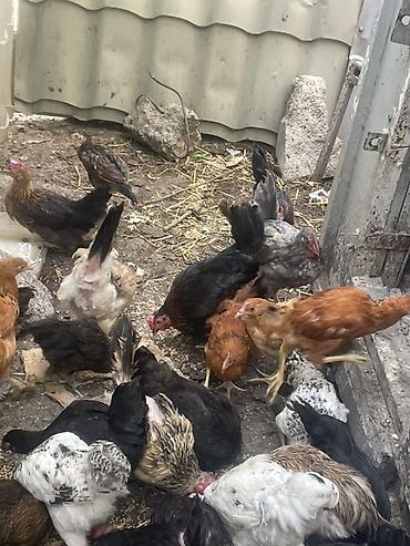 brama toyuqları: Salam 20eded çopla 14 eded yumurtaq toyuqlar hamsı satıram işimle — 3