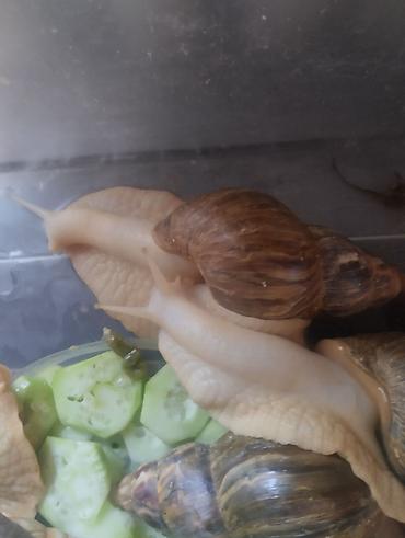 Животные: Гигантские ахатины (Achatina) и молодняк - Взрослые особи крупного — 6