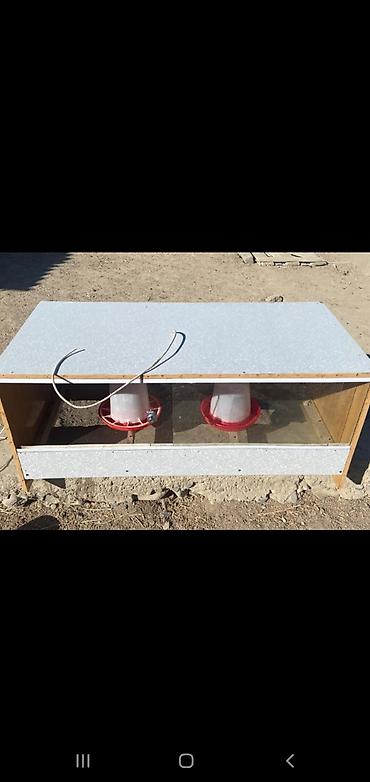 Товары и оборудование для с/х животных: Брудер для цыплят/молодняка птицы - Закрытая теплая коробка с — 3