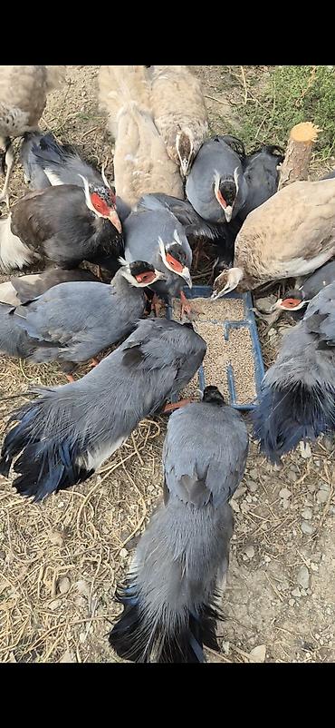 Quşlar: Sini usastni qirqovulu 7 aylig balalar satilir catorilma da var bos — 2