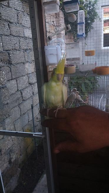 Животные: Nimfa (cockatiel) tuturğayı – evdə saxlanmaq üçün ideal sevimli orta — 3