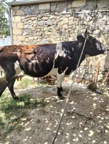 Inəklər, öküzlər: Dişi, Simental, il: 1, Damazlıq, Südlük, Ətlik, Ünvandan götürmə