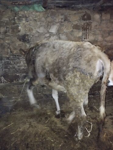 Dana, buzov: Dana, buzov, Erkək, ay: 6, Ətlik — 2