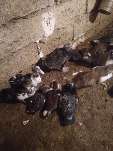 коты в хорошие руки: Lal őrdək balaları satlır 15 ədəddir