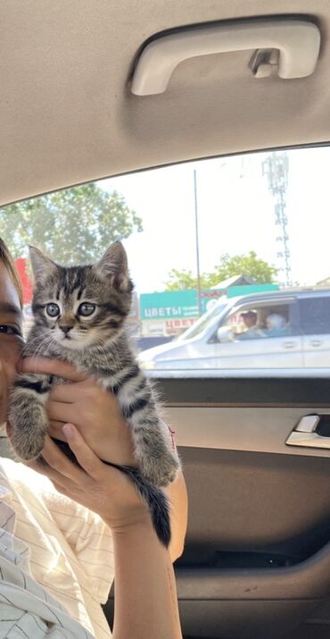купить вислоухого котёнка: Кошка даром: Беспородная, 3 месяца, Девочка, Приучена к лотку, Проглистована, С прививками