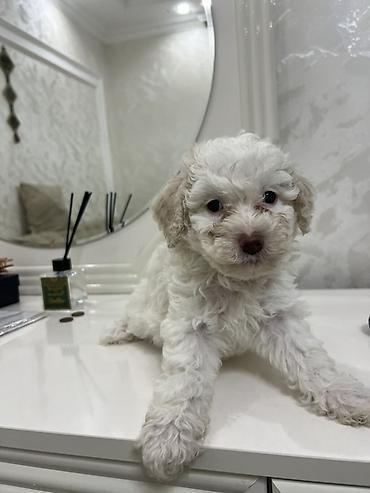 pitbul balasi satilir: Ag rengde 50 gunluk disi baladir qurd dermani verilib son bir eded — 1