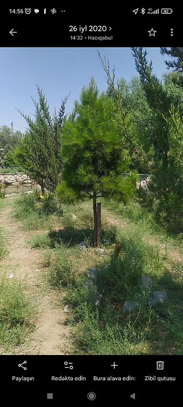 torpaq alqi satqi: 42 sot, Kənd təsərrüfatı, Makler, Kupça (Çıxarış) — 2