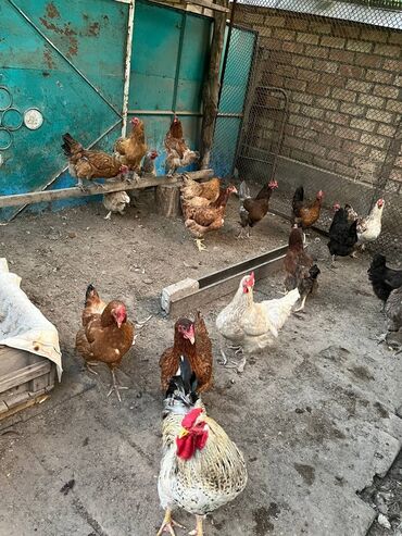 курица: Продаю | Куры, Цыплята | Домашняя